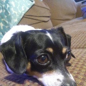 Meet your Posher, Barbara